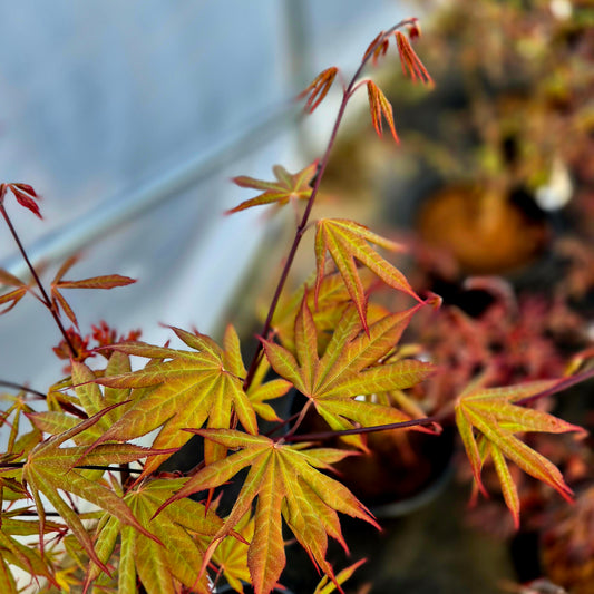 Acer palmatum Paul's Variegated (reversé !)