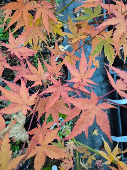 Acer palmatum Phoenix