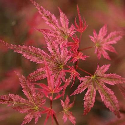 Acer palmatum Phoenix