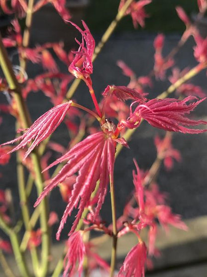 Acer palmatum Phoenix