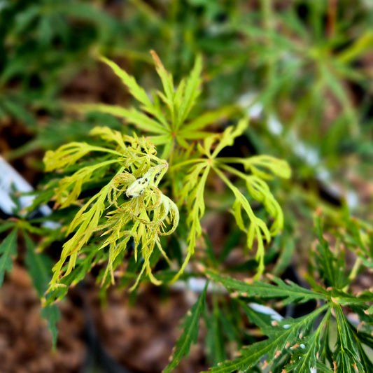 Acer palmatum Pink Lace