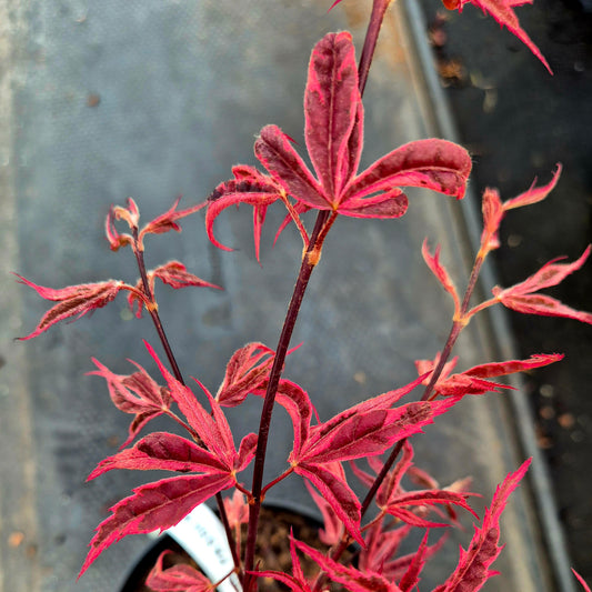 Acer palmatum Pink Passion