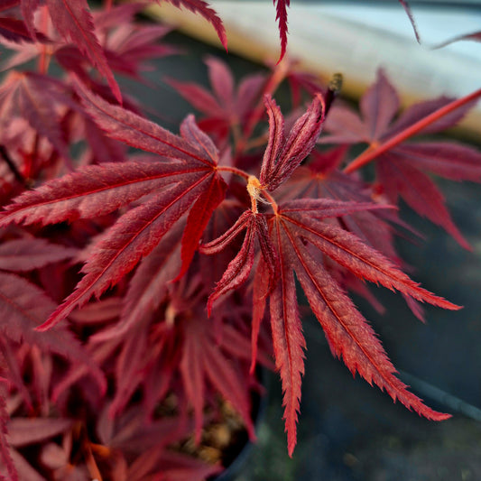 Acer palmatum Pixie