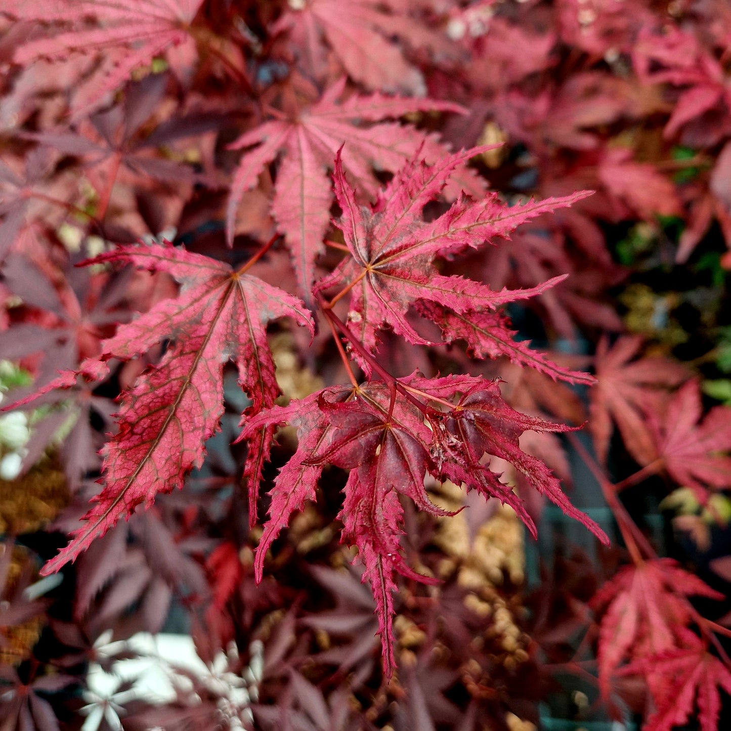 Acer palmatum Purple Ghost