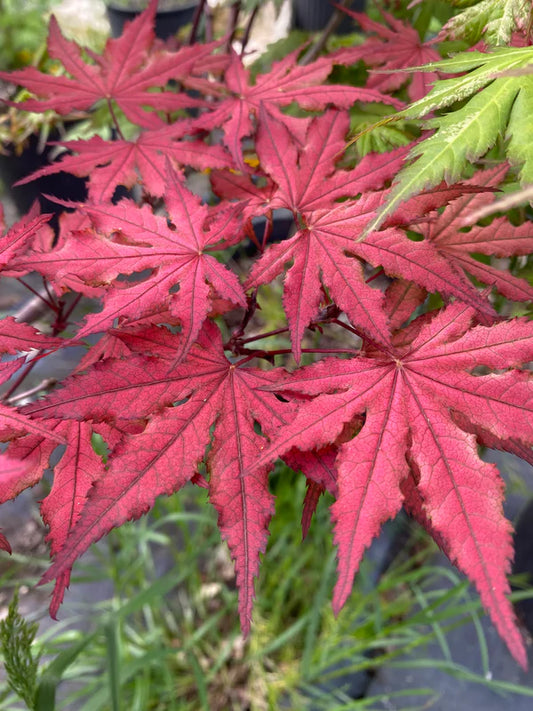 Acer palmatum Purple Ghost