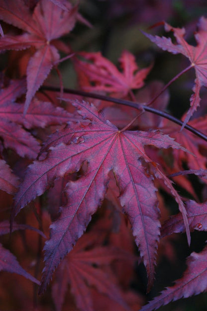 Acer palmatum Purple Ghost