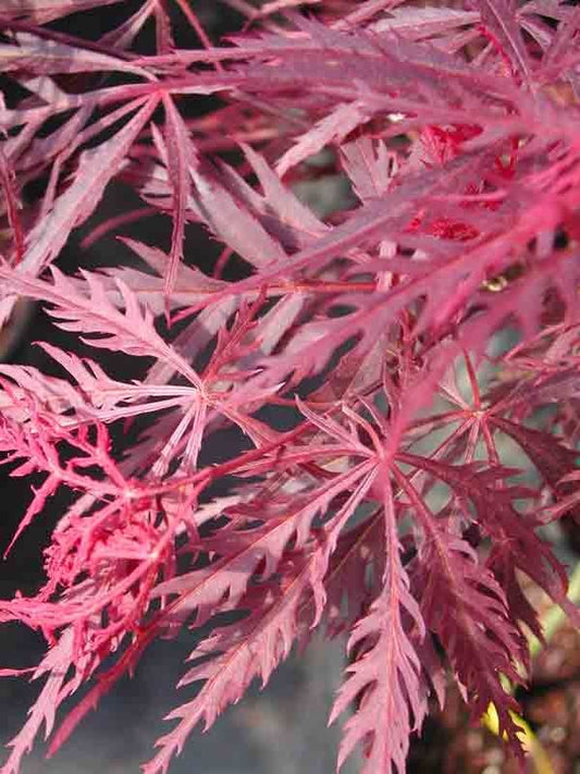 Acer palmatum Red Dragon