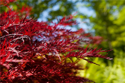 Acer palmatum Red Dragon