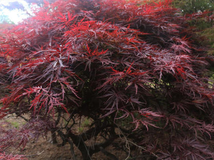 Acer palmatum Red Dragon