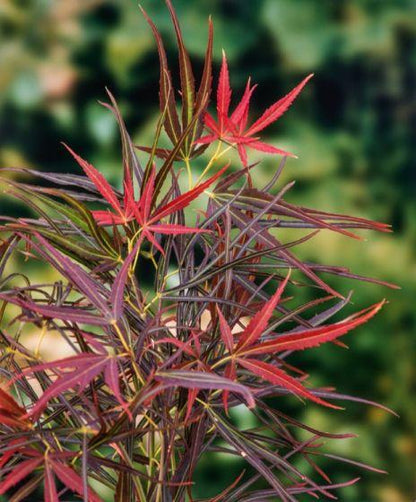 Acer palmatum Red Pygmy