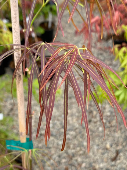 Acer palmatum Red Pygmy