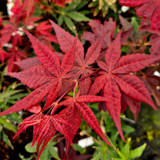 Acer palmatum Red Spray