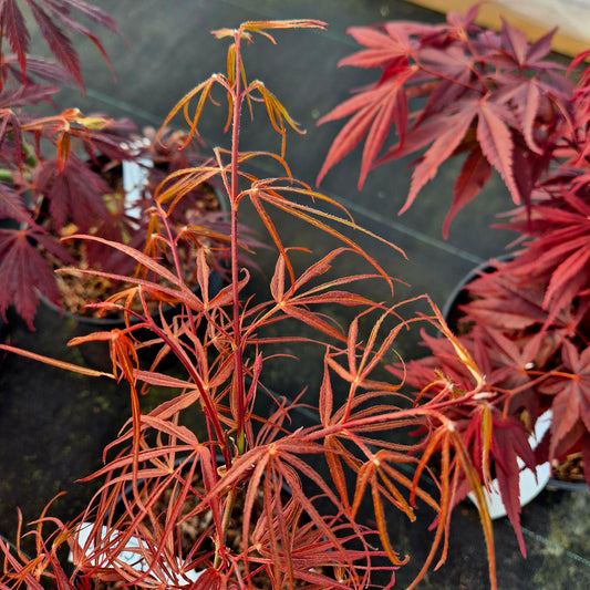 Acer palmatum Red Cloud