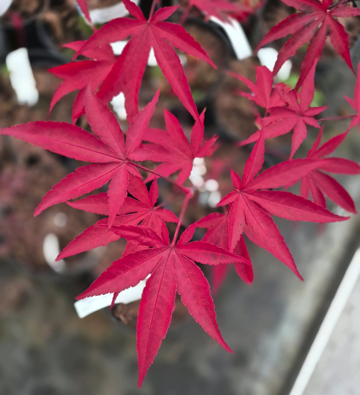 Acer palmatum Emperor 1 (ook bekend als Red Emperor)