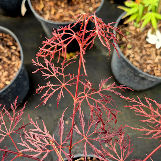 Acer palmatum Red Feathers
