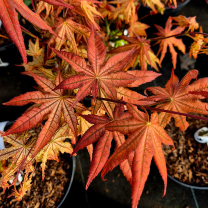 Acer palmatum Reticulatum Como