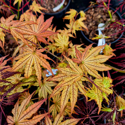 Acer palmatum Reticulatum Como