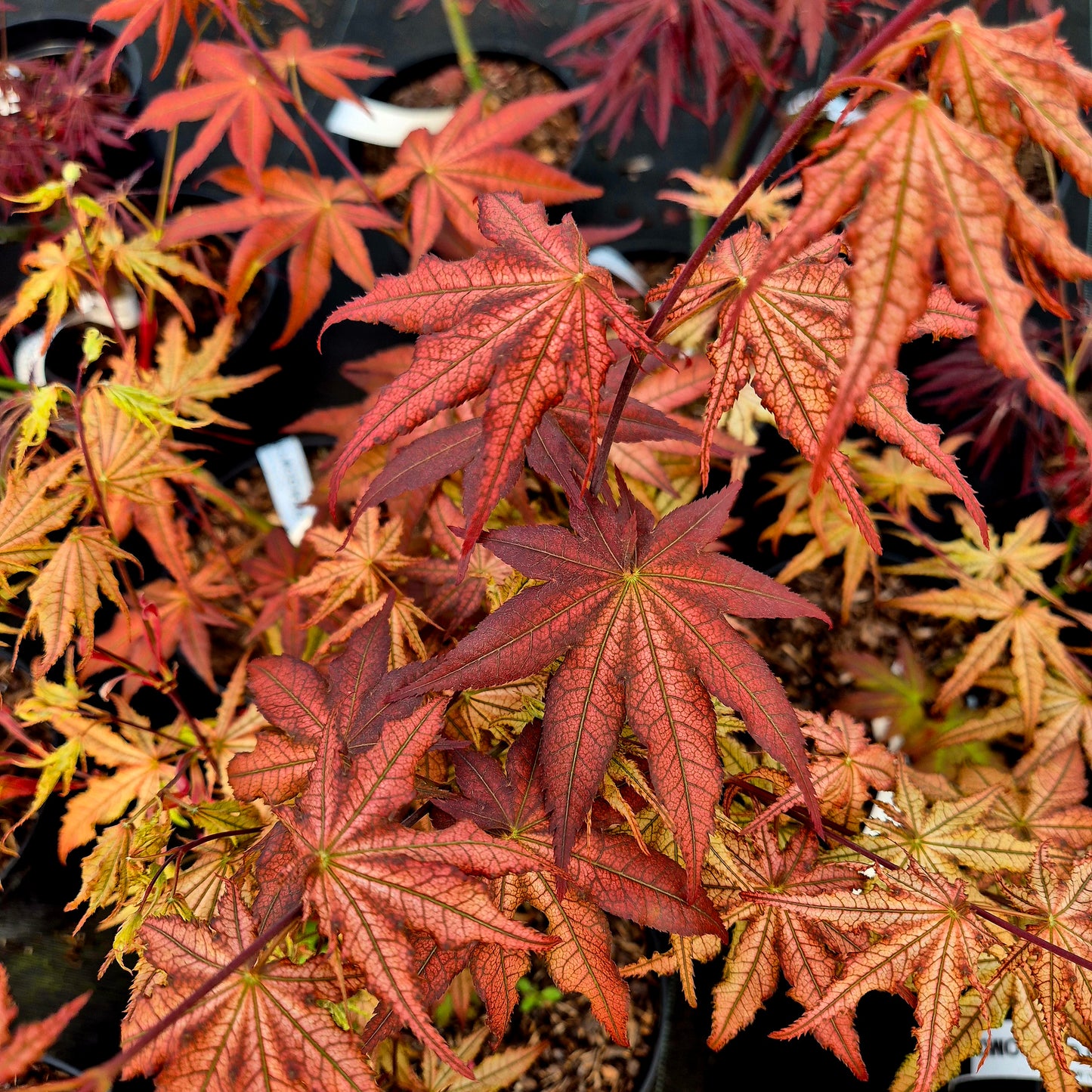 Acer palmatum Reticulatum Como