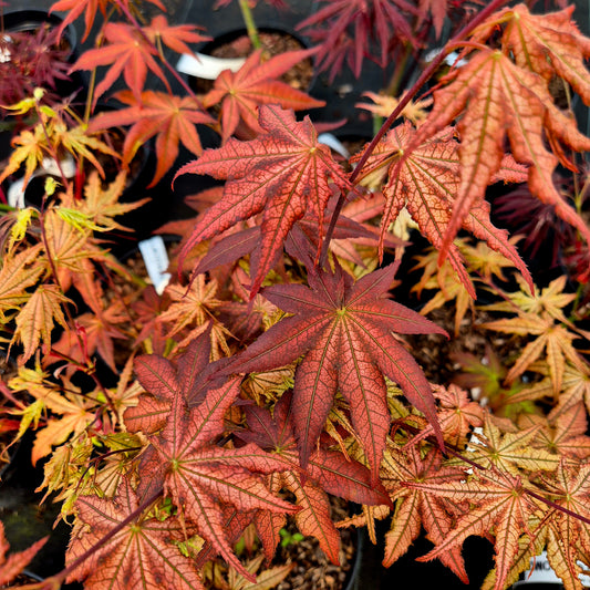 Acer palmatum Reticulatum Como