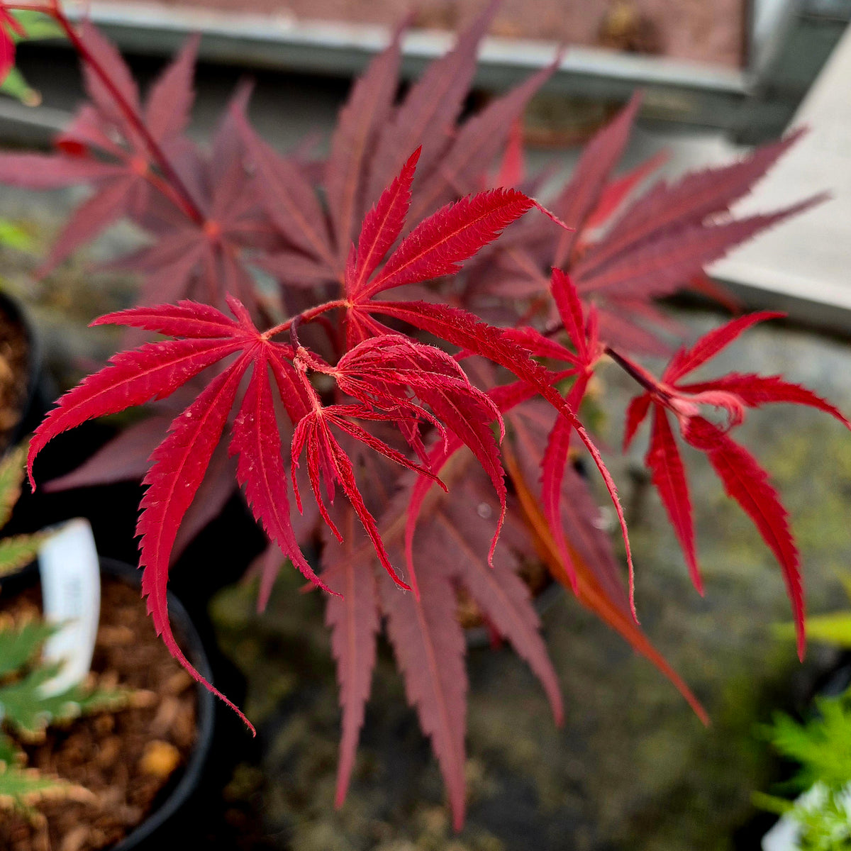 Acer palmatum Riley – The Maple Nursery