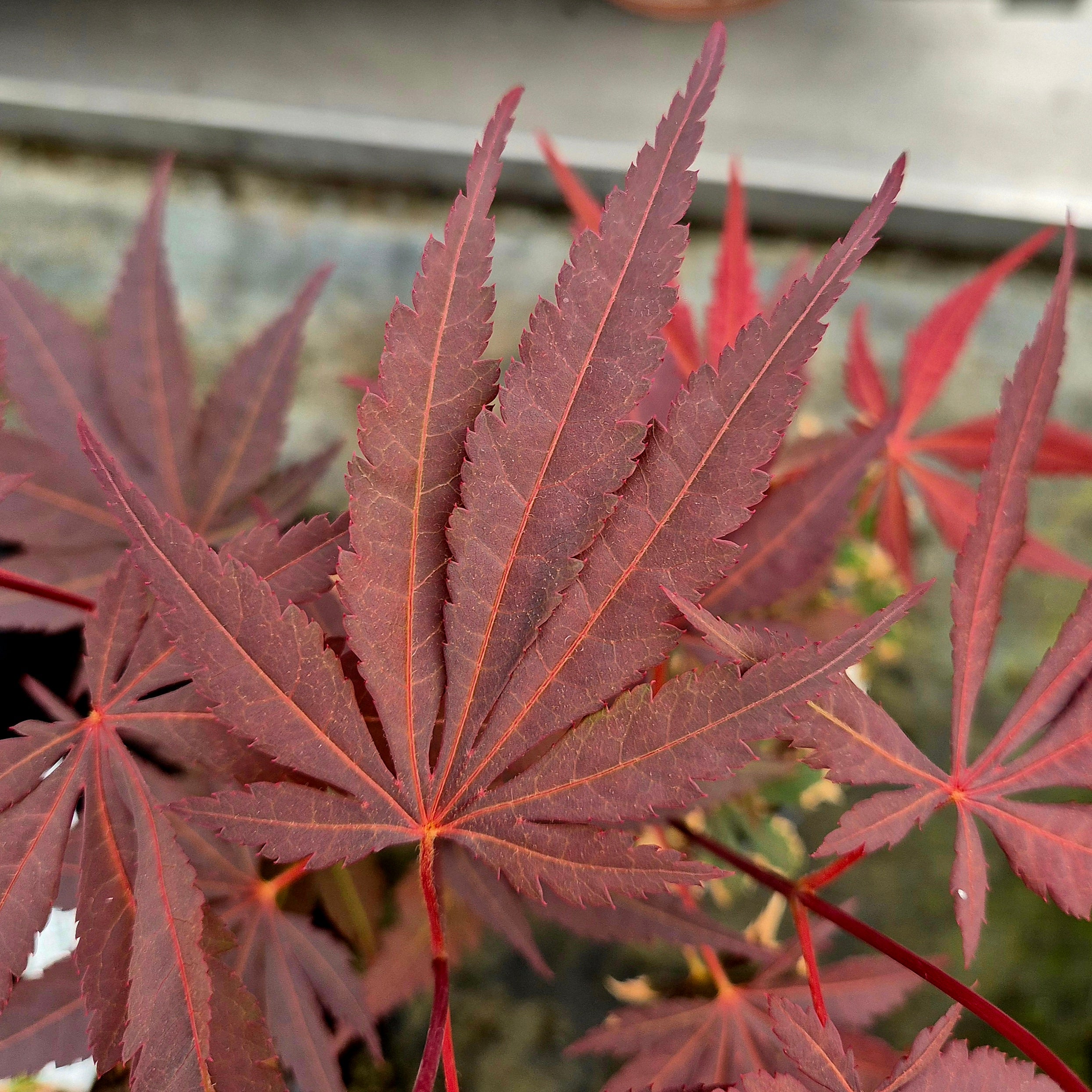 Jack Riley Maple Acer palmatum Riley – The Maple Nursery