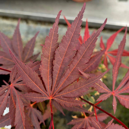 Acer palmatum Riley