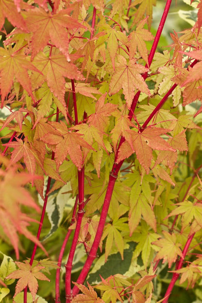 Acer palmatum Sango Kaku