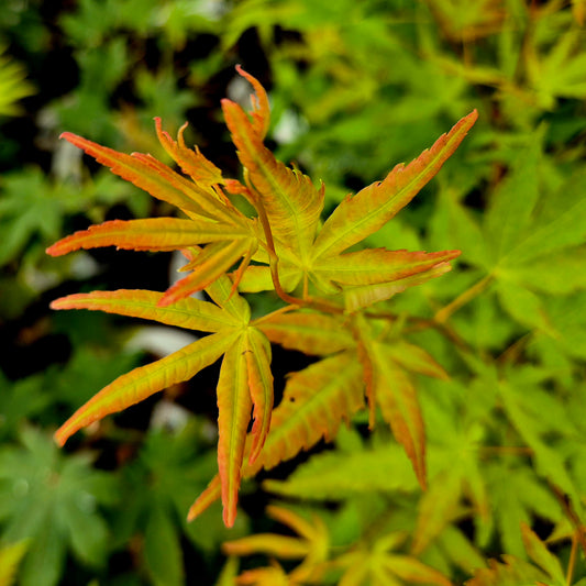 Acer palmatum Sango Kaku Van Der Maat