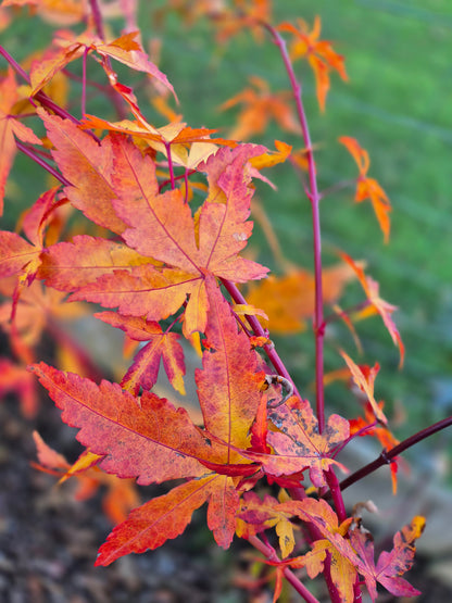 Acer palmatum Sango Kaku