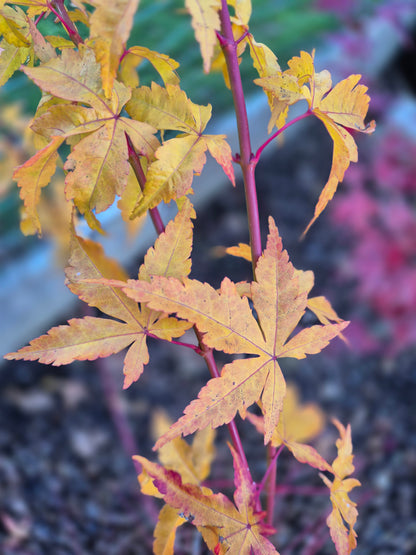 Acer palmatum Sango Kaku