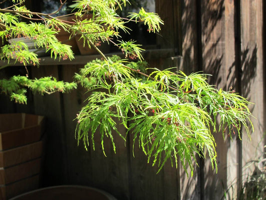 Acer palmatum Seiryu