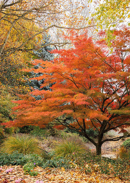 Acer palmatum Seiryu