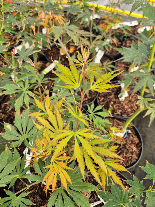 Acer shirasawanum Sensu