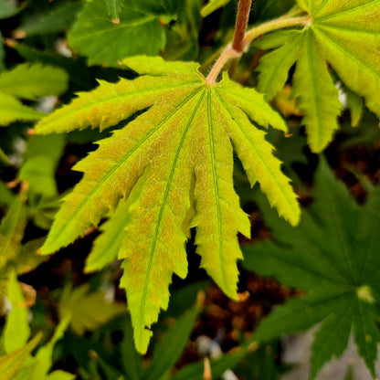 Acer shirasawanum Seyu