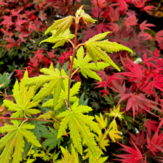 Acer shirasawanum Seyu