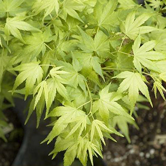 Acer palmatum Shidava Gold