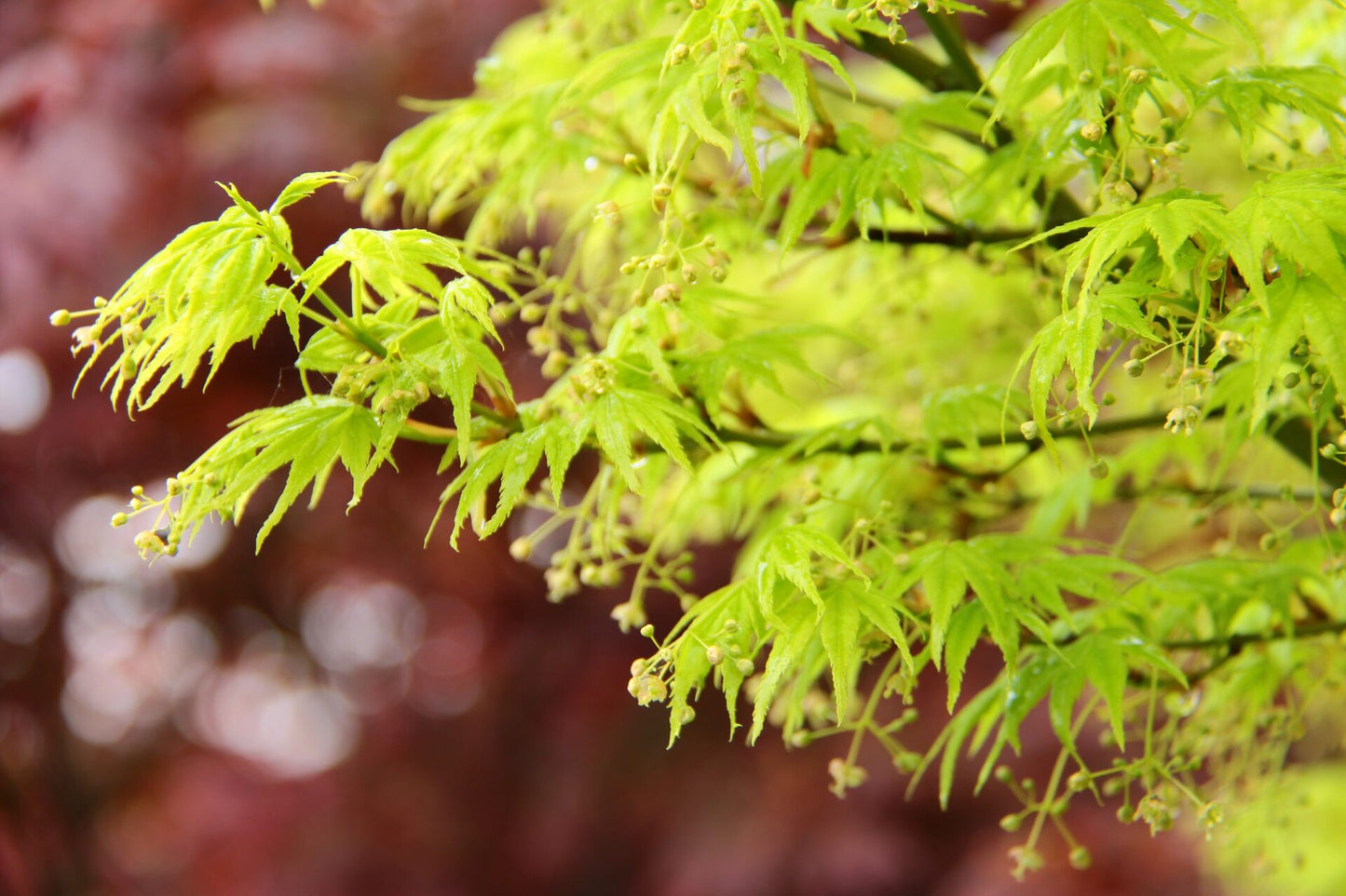 Acer palmatum Shidava Gold