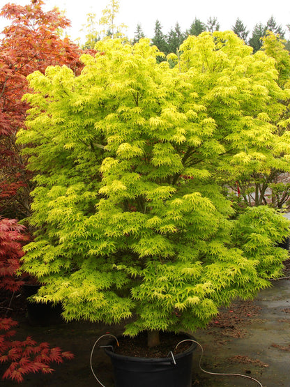 Acer palmatum Shidava Gold