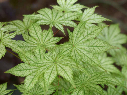 Acer palmatum Shigitatsu Sawa