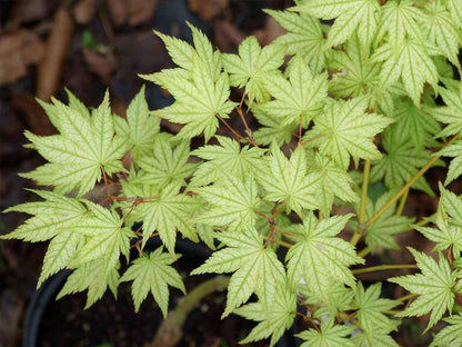 Acer palmatum Shigitatsu Sawa