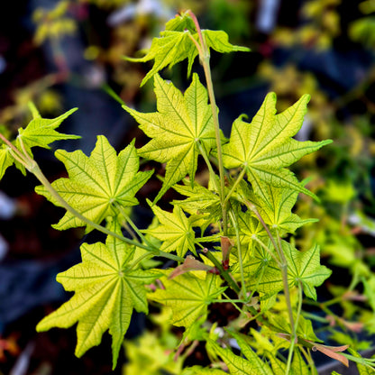 Acer palmatum Shigitatsu Sawa