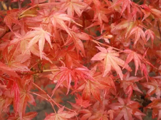 Acer palmatum Shin Deshojo