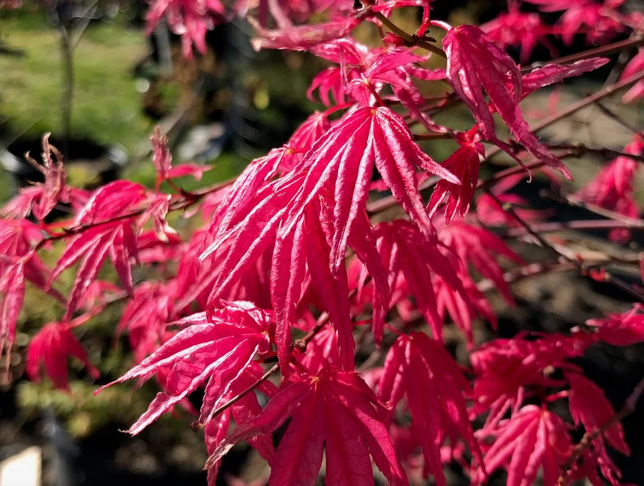 Acer palmatum Shin Deshojo