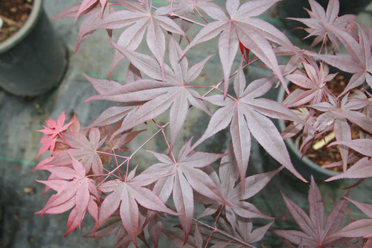 Acer palmatum Shin Koba Shojo