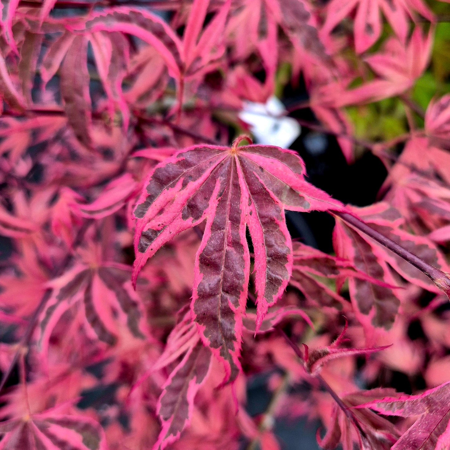 Acer palmatum Gwen's Rose Delight