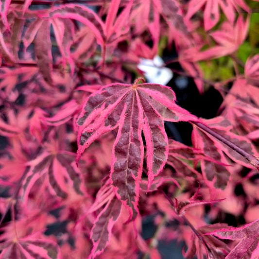 Acer palmatum Gwen's Rose Delight