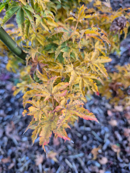 Acer palmatum Shishigashira