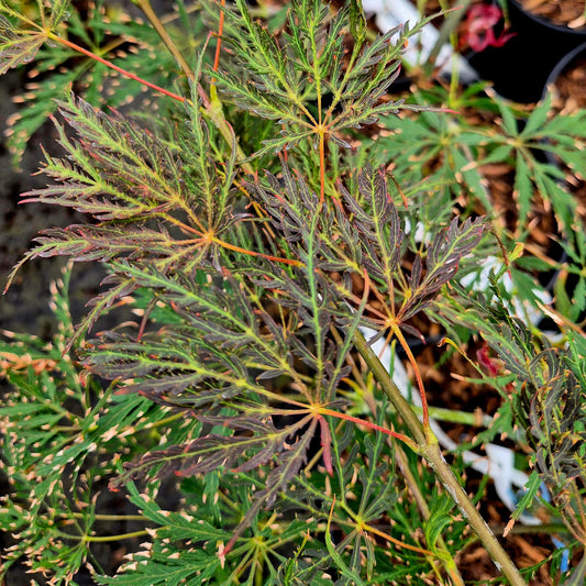 Acer palmatum Shojo Shidare