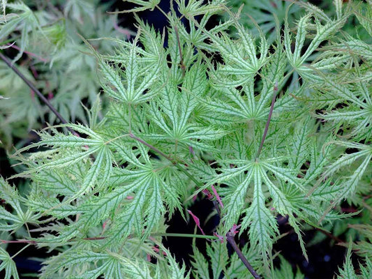 Acer palmatum Sister Ghost