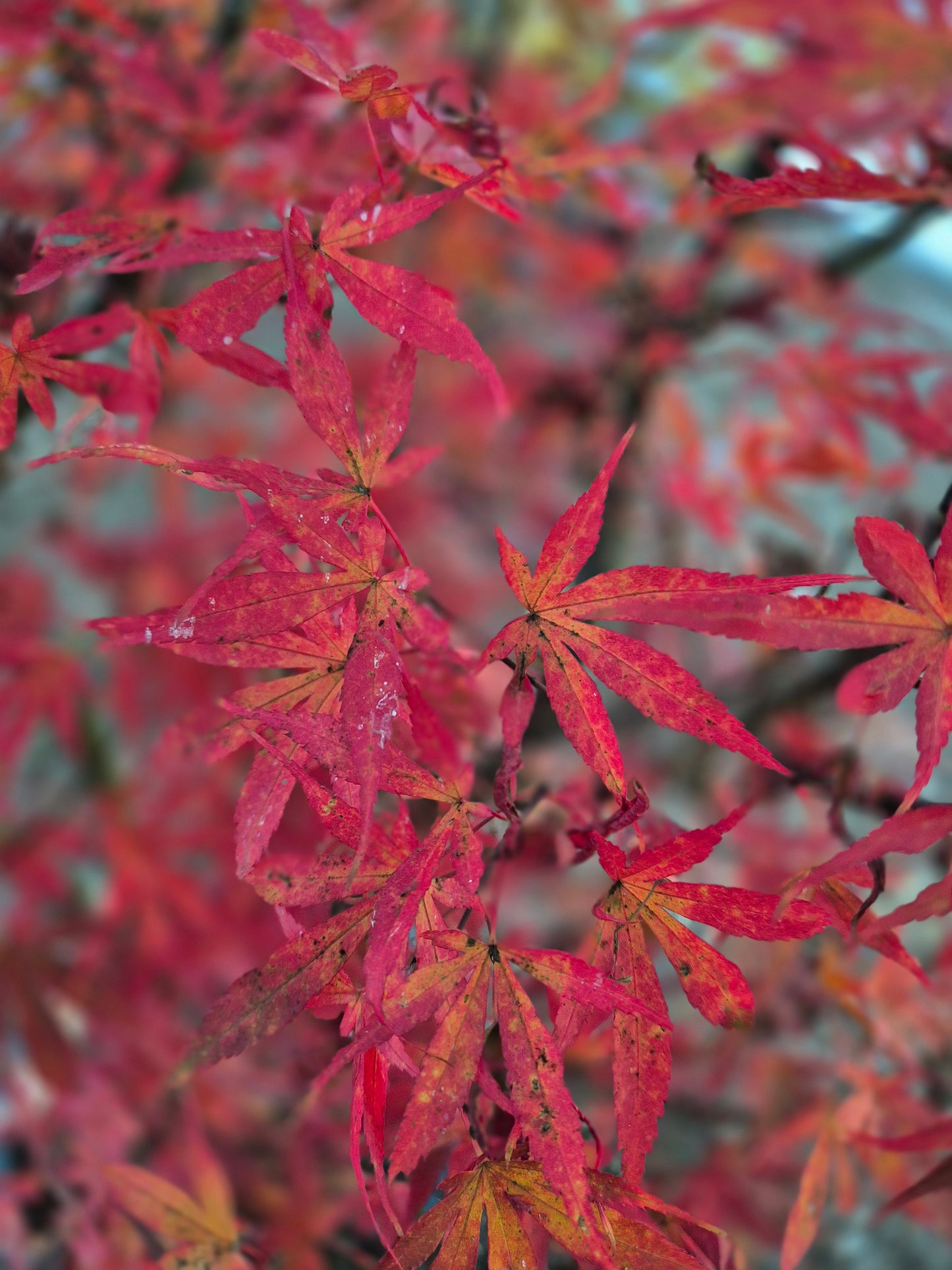 Acer palmatum Skeeters Broom